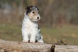 FOX TERRIER 457